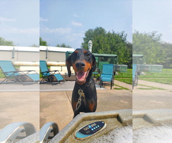 Medium Photo #15 Doberman Pinscher Puppy For Sale in Minneaoplis, MN, USA