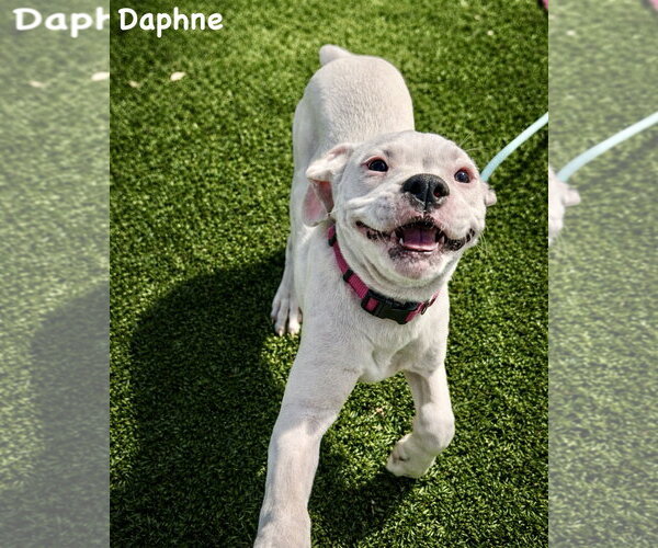 Medium Photo #1 Boxer-Unknown Mix Puppy For Sale in Dumont, NJ, USA