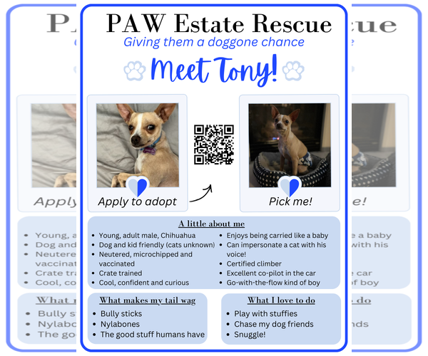 Medium Photo #9 Chihuahua-Unknown Mix Puppy For Sale in Visalia, CA, USA