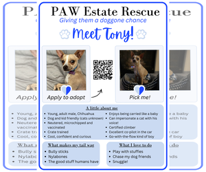 Chihuahua-Unknown Mix Dogs for adoption in Visalia, CA, USA