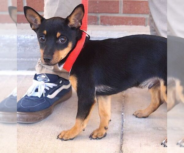 Medium Photo #4 Chipin Puppy For Sale in Carrollton, TX, USA