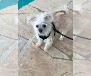 Lena - Female Chihuahua-Unknown Mix Dog for Adoption - Photo #6