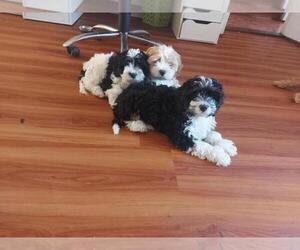 Miniature Bernedoodle Puppy for sale in FOREST HILLS, NY, USA