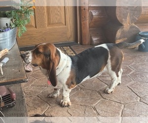 Father of the Basset Hound puppies born on 01/23/2026