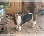 Small Photo #1 Basset Hound Puppy For Sale in MONTROSE, CO, USA