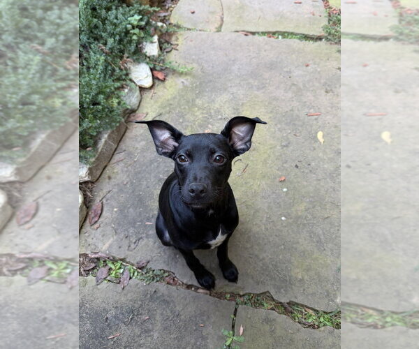 Medium Photo #3 Labrador Retriever-Unknown Mix Puppy For Sale in Mooresville, NC, USA