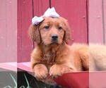 Small Photo #1 Golden Irish Puppy For Sale in JONES, MI, USA