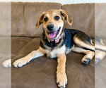 Small #4 Labrador Retriever Mix