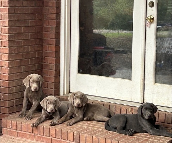 Medium Photo #1 Labrador Retriever Puppy For Sale in CULLMAN, AL, USA