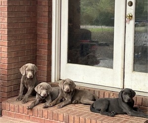 Labrador Retriever Litter for sale in CULLMAN, AL, USA