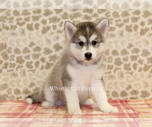 Pomsky Puppy for sale in DENVER, PA, USA