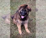 Image preview for Ad Listing. Nickname: Luci