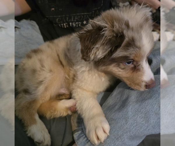 Medium Photo #7 Australian Shepherd Puppy For Sale in ROY, UT, USA