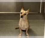 Small Chihuahua Mix