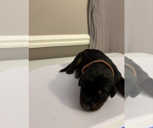 Medium Photo #4 Doberman Pinscher Puppy For Sale in MACOMB TOWNSHIP, MI, USA