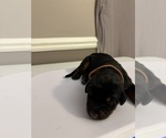 Small Photo #19 Doberman Pinscher Puppy For Sale in MACOMB TOWNSHIP, MI, USA