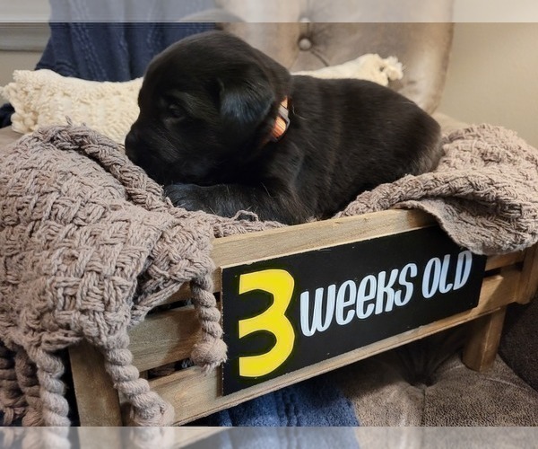 Medium Photo #17 Labrador Retriever Puppy For Sale in BONAIRE, GA, USA