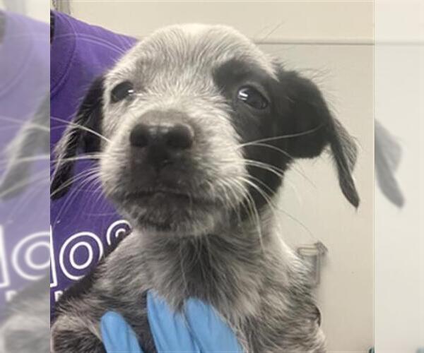 Medium Photo #1 Mutt Puppy For Sale in Rosenberg, TX, USA
