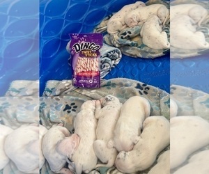 Dalmatian Puppy for sale in HEARNE, TX, USA