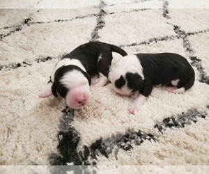 Sheepadoodle Puppy for sale in CANYON, TX, USA