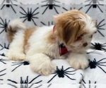 Small Photo #5 Lhasa Apso Puppy For Sale in LAKELAND, FL, USA