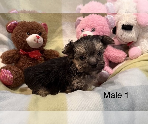 Medium Photo #8 Morkie Puppy For Sale in GUTHRIE, KY, USA