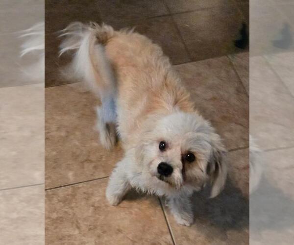 Medium Photo #3 Mutt Puppy For Sale in San Antonio, TX, USA