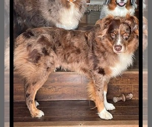 Father of the Texas Heeler puppies born on 12/31/2025