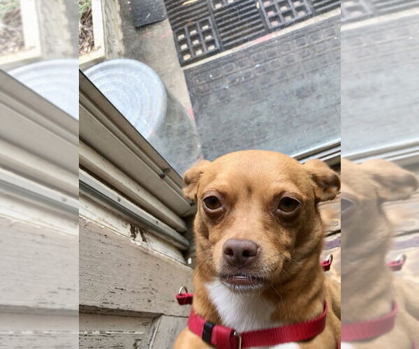 Medium Photo #8 Chihuahua-Unknown Mix Puppy For Sale in Mooresville, NC, USA