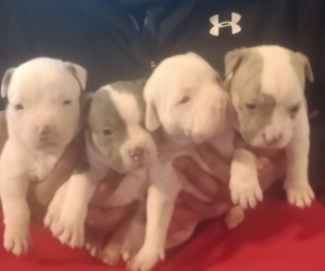 American Bully Puppy for sale in ADA, OK, USA
