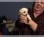 Small Photo #57 Maltese Puppy For Sale in BRKN ARW, OK, USA