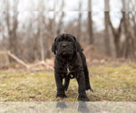 Small Photo #9 Mastiff-Neapolitan Mastiff Mix Puppy For Sale in BRISTOL, IN, USA