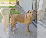 Small #6 Labrador Retriever