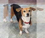 Small Photo #3 Doxle Puppy For Sale in Greensboro, NC, USA