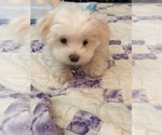 Small Photo #9 Maltese Puppy For Sale in LAKE STEVENS, WA, USA