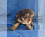 Small Photo #1 Australian Shepherd Puppy For Sale in CENTER, KY, USA