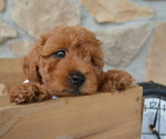 Small Photo #2 Shih-Poo Puppy For Sale in HONEY BROOK, PA, USA