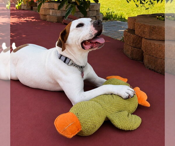 Medium Photo #43 Bulloxer Puppy For Sale in Lake Forest, CA, USA
