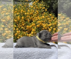 French Bulldog Puppy for sale in MODESTO, CA, USA