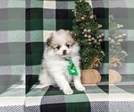 Small Photo #5 Cavapoo Puppy For Sale in CHRISTIANA, PA, USA