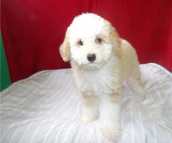 Medium Photo #3 Bernedoodle Puppy For Sale in PATERSON, NJ, USA