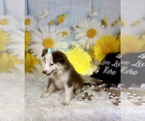 Medium Photo #5 Miniature Australian Shepherd Puppy For Sale in RIPLEY, MS, USA