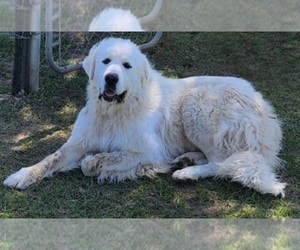 Mother of the Great Pyrenees puppies born on 06/15/2023