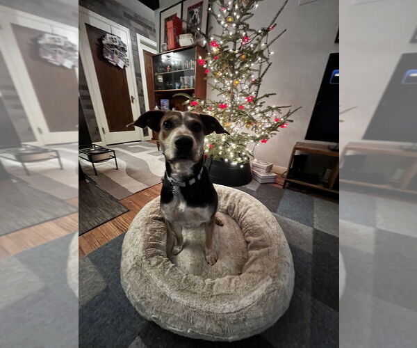 Medium Photo #7 Mutt Puppy For Sale in Plymouth, MN, USA