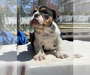 English Bulldogge Puppy for sale in BALDWIN, NY, USA