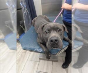 American Bulldog-Unknown Mix Dogs for adoption in Mobile, AL, USA