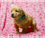 Small #3 Golden Retriever