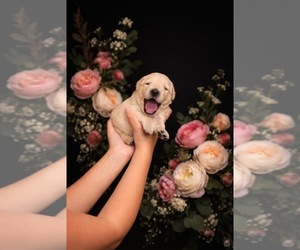English Cream Golden Retriever Puppy for sale in MARVEL CAVE PARK, MO, USA