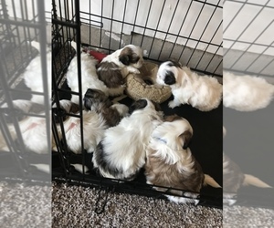 Lhasa Apso Puppy for sale in CO SPGS, CO, USA