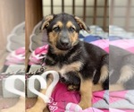 Small Photo #1 German Shepherd Dog Puppy For Sale in DUNN, NC, USA